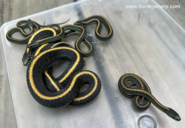 Santa Cruz Garter Snakes